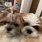 シーズー のポテトとタルト