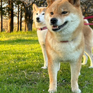 きみ萬露ファーム(舘野)イズファミリー(泉谷)