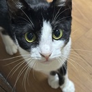 まみちゃんにゃんず