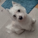 セナ　ハッピー