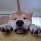 めんこいゴンちゃん