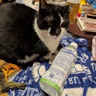 避にゃんカーの起立番匠　長谷