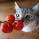 ニャンタのおば