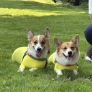 くきちゃきママ