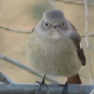 ひょうご じゅんじゅん