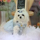 くみこ(≧▽≦) りあん🐶