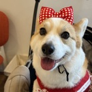 コーギーMayメイ