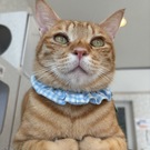 九十九島ねこの郷