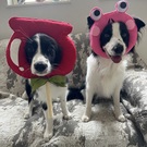 ソフィアメちゃん