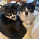 たんぽぽすみれママ