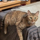 ゆきみだいふく