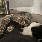 保護猫ガレージ