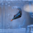 テングカワハギ