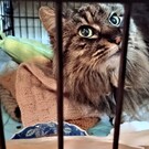 さくらねこを守る会