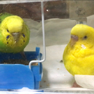 萌けんピヨピヨMたこたまご