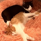 チャロピノ兄弟