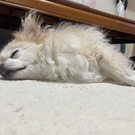 とっとこラテ太郎