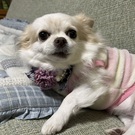 サクラのかあちゃん