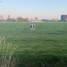 しまだ しゅんき