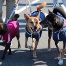 弾久、蘭丸、藤子、パパ&ママ