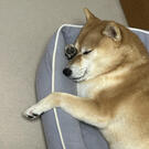 ビビファミリー