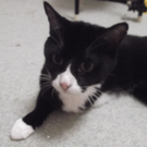 保護活動エンジェル・テール(担当:斎藤　安志)