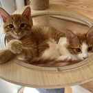 チッチとサリー