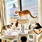 キナモカホイップ