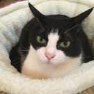 いちごももみかん