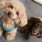 モカとクシェルのママ