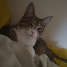 さち（シノちゃんママ）