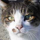 NPO法人石巻・田代島しまおこし隊