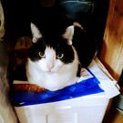 にゃんず　ひとみ　byキッチン