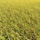 実ほど頭を垂れる稲穂かな