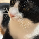 となりのはちわれ