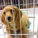 ピアノサークル・ノピア有志