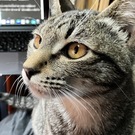 石河　宏【山猫の家主】