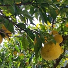 古座川ゆず平井の里