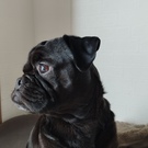 夜空(リアン卒業犬)