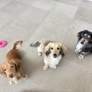 たるとオレオぷりん