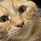 やまたびちゃん