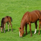 一般社団法人　北海道里親会連合会