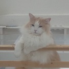 あまにオリーブのファン