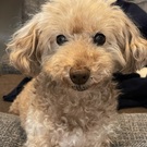 くりはらアルト