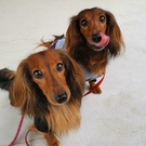 ちり妻（須田里美）