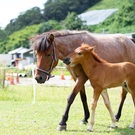 一般社団法人日本在来馬振興会