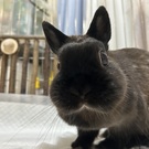 さくらの母ちゃん