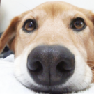 保護犬を家族に