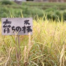 育ちの森保育園