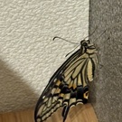 げんげん&ゆいゆい